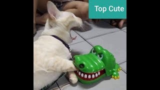 「面白い動物」あり得ないことをする犬, 猫・おもしろ犬, 猫のハプニング, 失敗集 #246