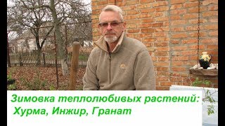 Укрытие на зиму -  Хурма, Гранат, Инжир