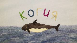 Когия или карликовый кашалот. Kogia breviceps.  Пластилиновый познавательный мультфильм.
