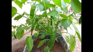 Como fazer mudas de  pimenta através do galho (Estaquia)