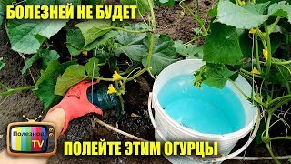 ПОЛЕЙТЕ ЭТИМ ОГУРЦЫ ИЗБАВИТЕСЬ ОТ ВСЕХ БОЛЕЗНЕЙ И ПОЖЕЛТЕНИЯ ЛИСТЬЕВ