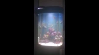 Nano tank setup, kent and v2 nano skimmer review.