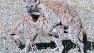 NATURE DOCUMENTARY 2017: Intelligent Animals: HYENAS Eating, Mating, Laughing [Full Nature/Wildlife