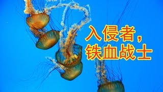 【巴尔的摩水族馆 2/6】入侵者水母; National Aquarium in Baltimore