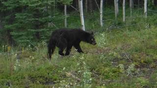 Dawson City, YT to Whitehorse, YT on the Klondike Highway