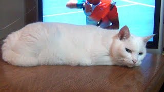 「テレビより私を見てにゃ～！」と 可愛くアピールする白猫ユキ♪