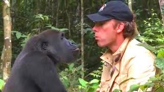 Ему советовали не подходить к горилле которую он вырастил, но 5 лет спустя они встретились