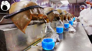 The Most Expensive Liquids In The World