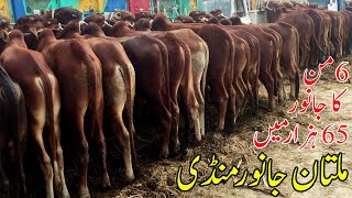 Multan Cow Mandi 65 Hazar Main 8 Man ka Janwar Latest Update Urdu/Hindi | SS Tv |