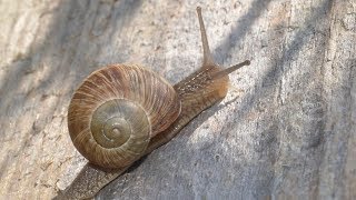 Перший на селі. Випуск тридцять четвертий