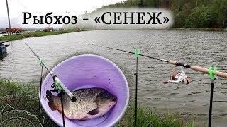 Рыбхоз "СЕНЕЖ", рыба - ЕСТЬ?! (КАРП, ФОРЕЛЬ)
