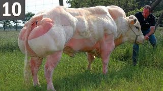 10 Abnormally STRONG Animals