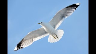 Чайки синоптики погоды. Чайки сели на воду. Чайки кружат над городом.