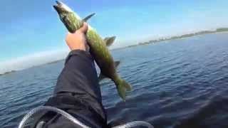 Рыболовный поединок. Борьба за воблер L Minnow 44. Щука 4 килограмма
