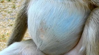 Priget Pregnant Monkey Very Good Care Her Big Belly Hope Give Birth Cute Baby Soon