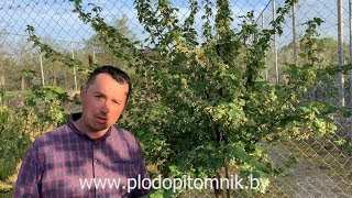 КОЛОННОВИДНАЯ ГРУША цветение и СМОРОДИНА в виде дерева, привитая на золотистую смородину.