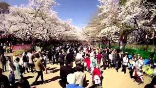 Cherry Blossoms at Ueno Park, Tokyo, Japan (2014)