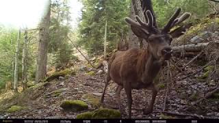 Cerfs Daguets Biches Chevreuils Ecureuil Martre Marcassins renard Loups