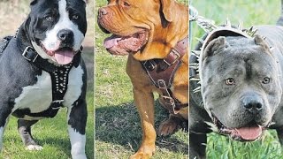 Щенки Булли | БИТВА ТИТАНОВ | American Bully