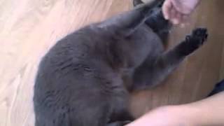 недовольный кот