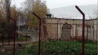 Монгольская овчарка-банхар. Питомник "Монголдог". Очкарик бежит по стене и снимается
