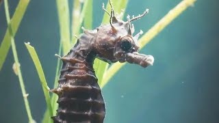 Un mâle hippocampe accouche en direct - ZAPPING SAUVAGE