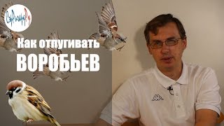Как отпугивать воробьев - средства и их использование