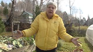 Советы тети Тани. Уход за гортензией.