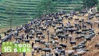 Độc nhất Việt Nam: Chợ trâu Cán Cấu | VTC16