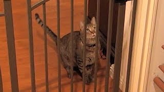 Mean Kitty High Jump