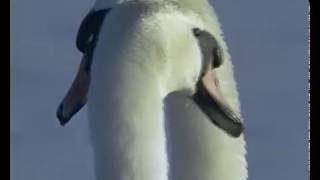 Скачать футаж лебеди - lebedi заставка