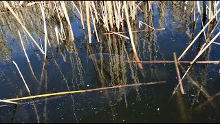 Карп греется на солнце