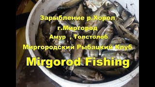 Зарыбление р.Хорол, г.Миргород(Амур,Толстолоб)