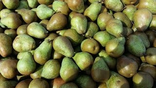Груша Говерла на Поділлі (Віінницька область).