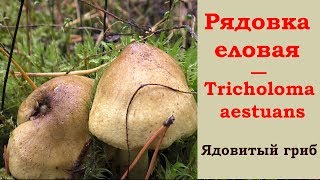 Рядовка еловая - ядовитый гриб.
