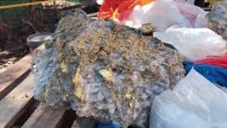 Gold Rush News ~ "A once in a lifetime find” (Australia)