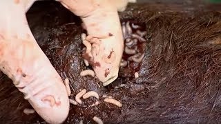 EWWW! Maggots Eat Wildebeest Alive | Vet Safari | BBC Earth