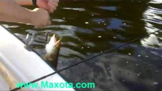 Good Fishing Baits Video