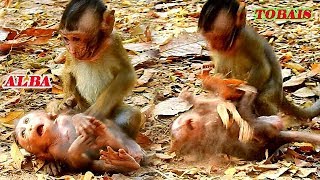 PITIFUL TINY MONKEY ALBA GOT HURT BY MONKEY TOBIAS | ALBA SCREAMING ASKED FOR RECUSE