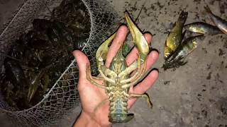 Полный садок РАКОВ. Раки на секретную приманку