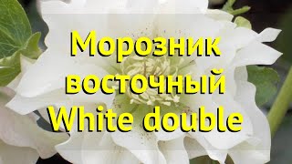 Морозник восточный Вайт дабл. Краткий обзор, описание helleborus orientalis White double