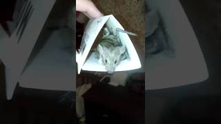 Мышь в ловушке