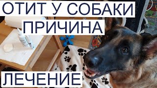 Немецкая овчарка в квартире