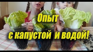 Опыт для детей. Эксперимент с водой и капустой. Experiments with water for kids.