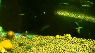 Креветка аквариумная Аура голубая/Aura Blue Dwarf Shrimp/Caridina sp.