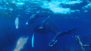 池澤夏樹 電子書籍作品『クジラが見る夢』〜ジャック・マイヨールと共に過ごした幸福な日々の記録〜