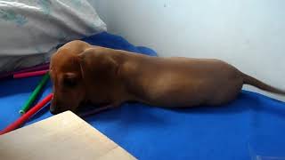 Моя собака такса Бася  рисует  - 내 개 닥스 훈트 Basia가 그립니다 -  My dachshund dog Basia draws a chick