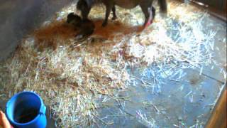 Mini Mare Foaling @ Kels and Kel Miniature Horses