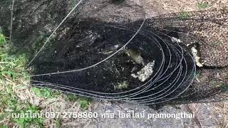 ลองดักไอ้โง่ดักปลา 25ห่วง กู้มาแล้วมาดูกัน ยาว8เมตร สั่งซื้อไลน์ไอดี pramongthai