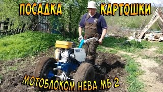 Посадка картошки мотоблоком НЕВА МБ 2 на москвичевских колесах